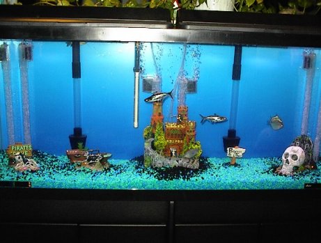 Cory's Aquarium. Name: Cory. Tank Details: 55 gal.