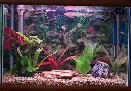 tropical fishes for aquarium. to tropical fish keeping.