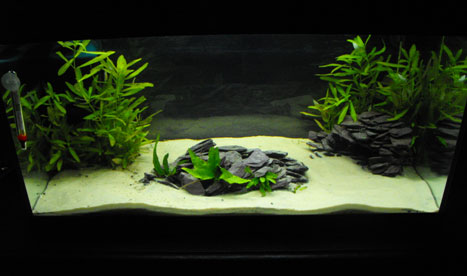 tropicalfishcentre.co.ukThe cold water tank” : tropicalfishcentre.co.ukThe cold water tank” :